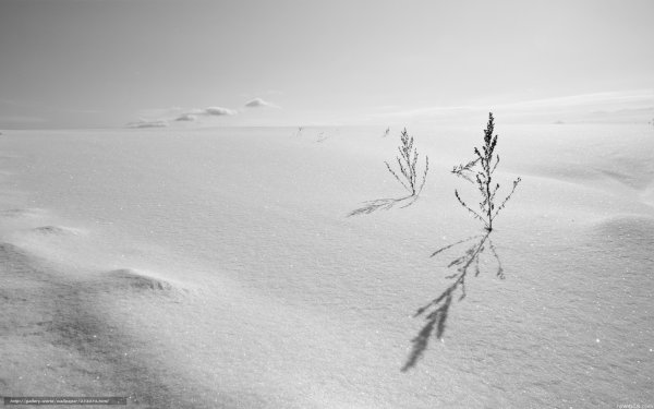 Белое зимнее поле