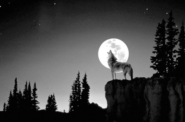 Волчица воет на луну