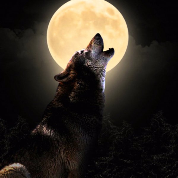 Волк на фоне Луны