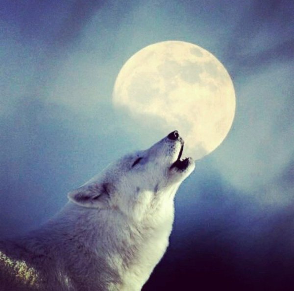 Белый волк воет на луну