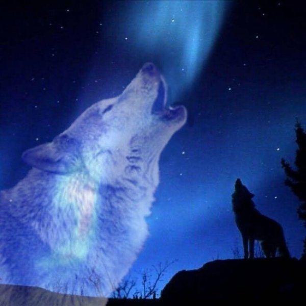 Почему собаки ночью воют как волки