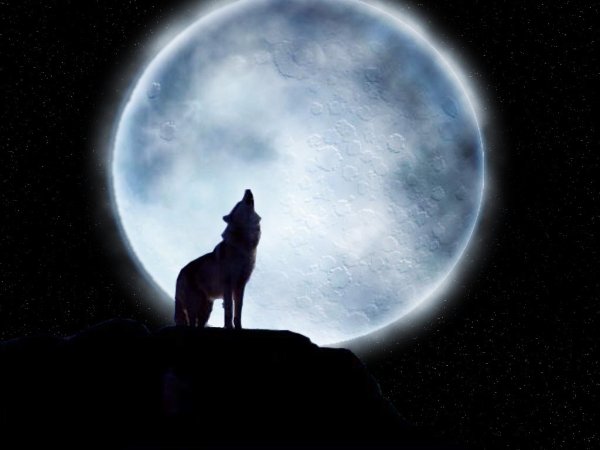 Волк воет на луну ночью