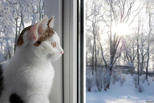 Кот выглядывает из окна