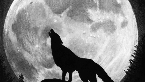 Волк на фоне Луны рисунок карандашом