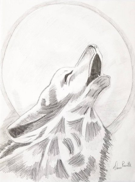 Волк воет на луну рисунок карандашом