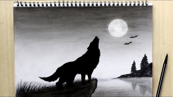 Волк воет на луну карандашом