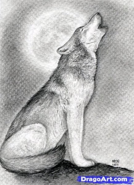 Рисование волка карандашом