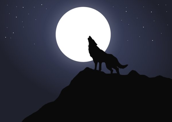 Волк на фоне Луны картинки