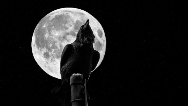 Ворон на фоне Луны