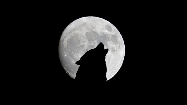 Волк на фоне Луны обои