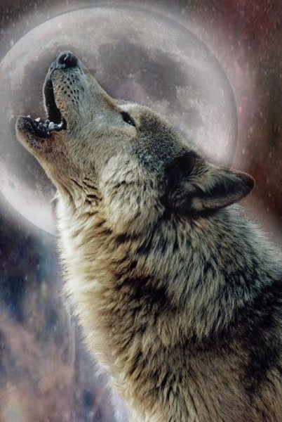 Волк воет на луну зимой