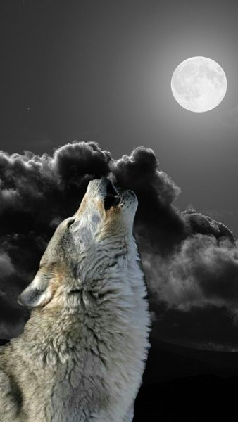 Волк воет ночью
