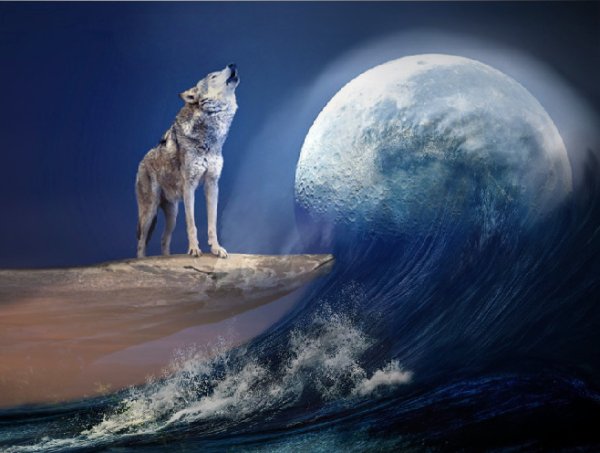 Волк на обрыве воет на луну