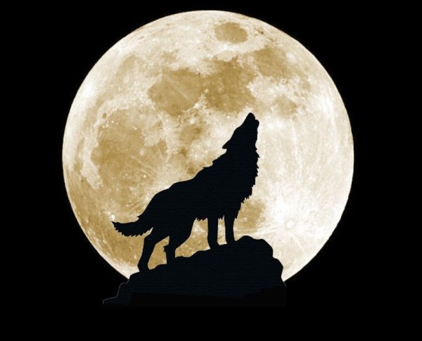 Ичкерия волк воющий на луну
