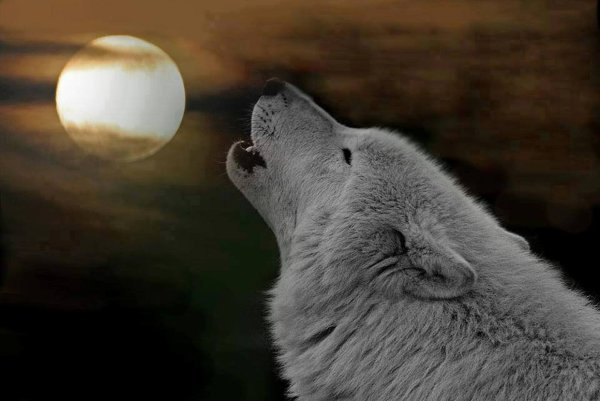 Белая волчица воет
