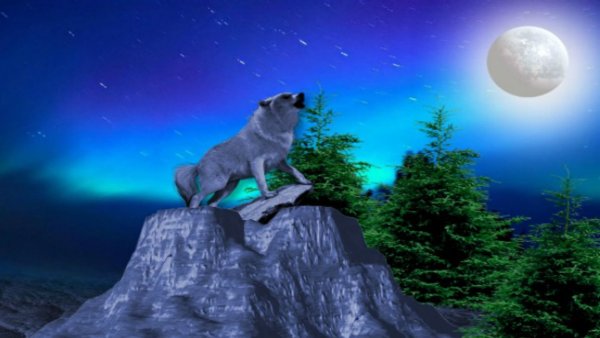 Волк на горе ночью