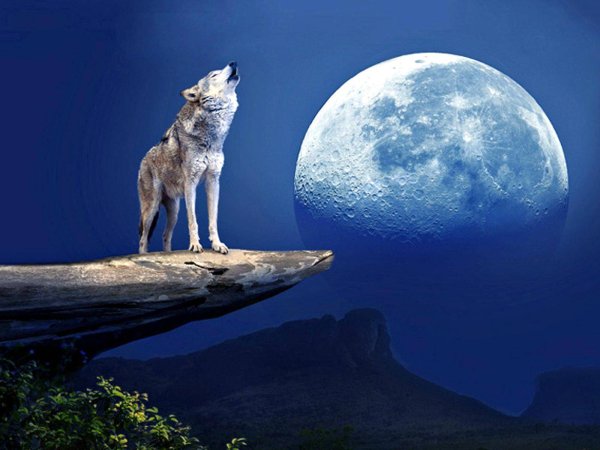 Волк и Луна - 95 фото