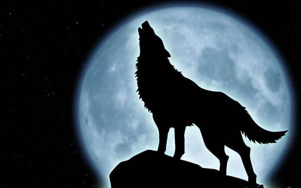 Волк лает на луну