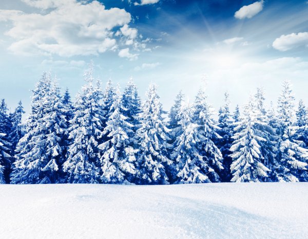 Заснеженный лес