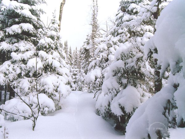 Анимированный зимний лес