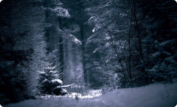 Зимний лес ночью