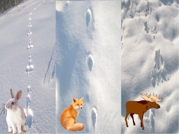 Следы животных зимой
