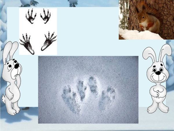 Зимние следы животных