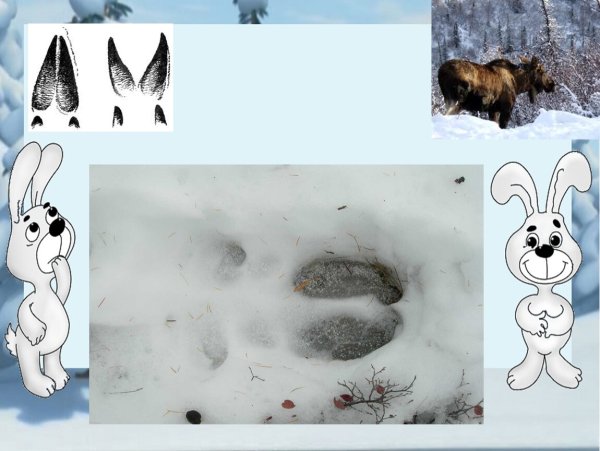 Следы диких животных в лесу