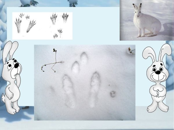 Следы зверей зимой