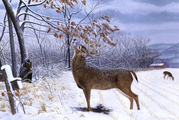 Лисовин Соколов-Микитов