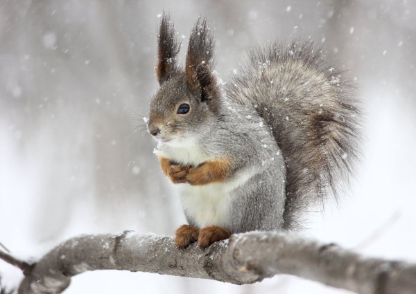 Белочка в зимнем лесу