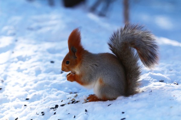 Белка зимой