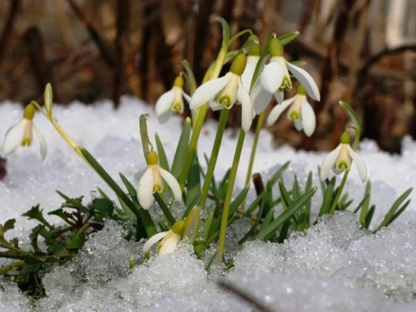 Весна подснежники первоцветы