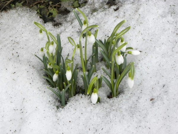 Подснежник снежный
