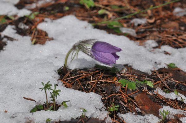 Подснежник в лесу под снегом