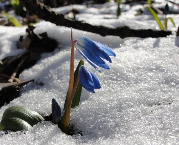 Замерзшие пролески