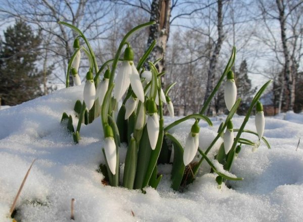 Апрельские проталинки