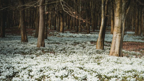 Лес ранней весной