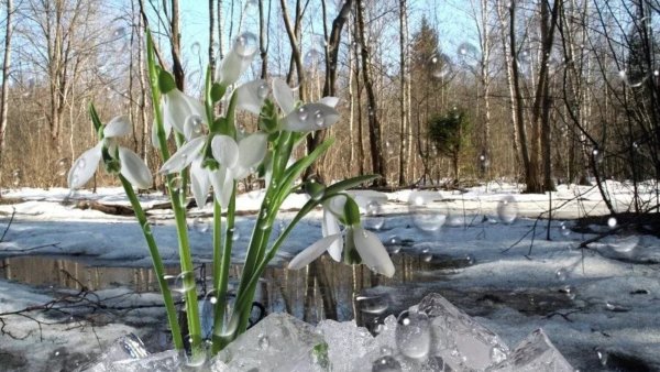 Весна проталины фото