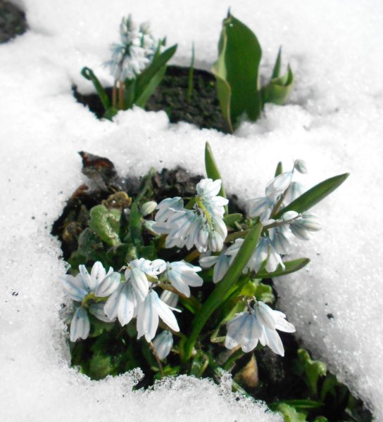 Примула Подснежник