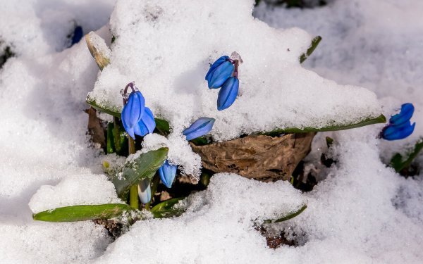 Подснежники в снегу