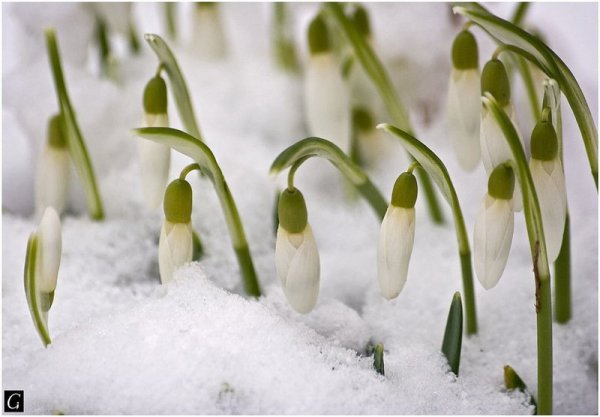 Поляна подснежников в снегу