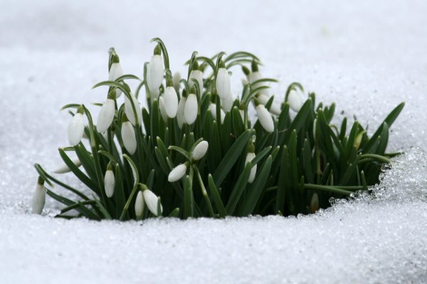 Подснежники в снегу Галантус