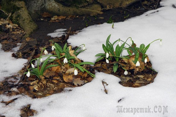 Первые проталинки первая трава
