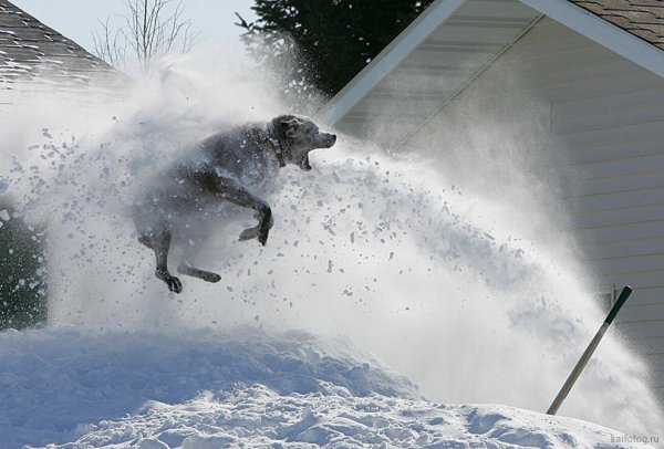 Снежные приколы картинки