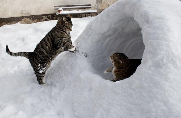 Зимние приколы с котами