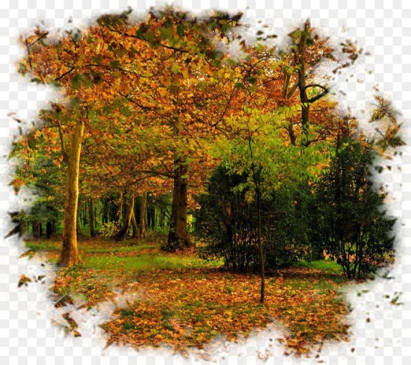 Осенний лес на прозрачном фоне