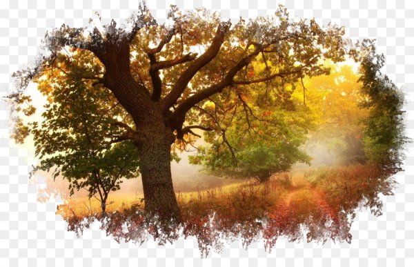 Осенний лес на прозрачном фоне