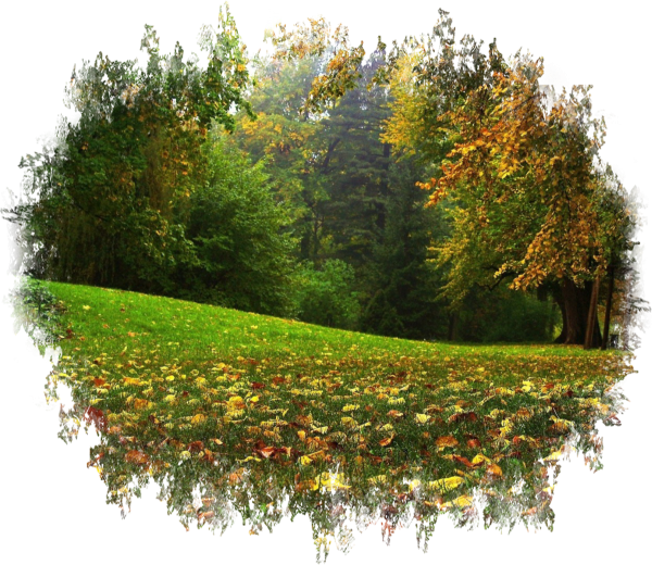 Лес на прозрачном фоне