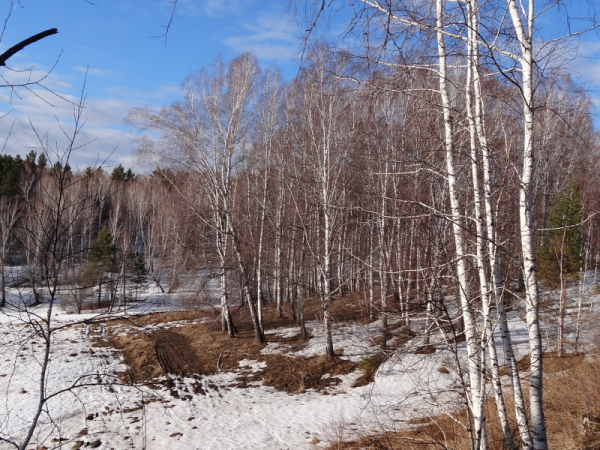 Весенний лес в Сибири